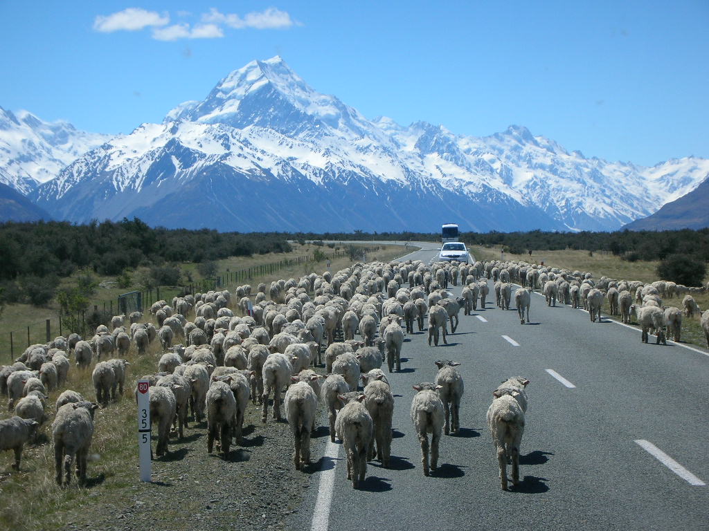 Mt Cookへ向かう羊達 スロ なニュージーランド